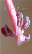  Stamens